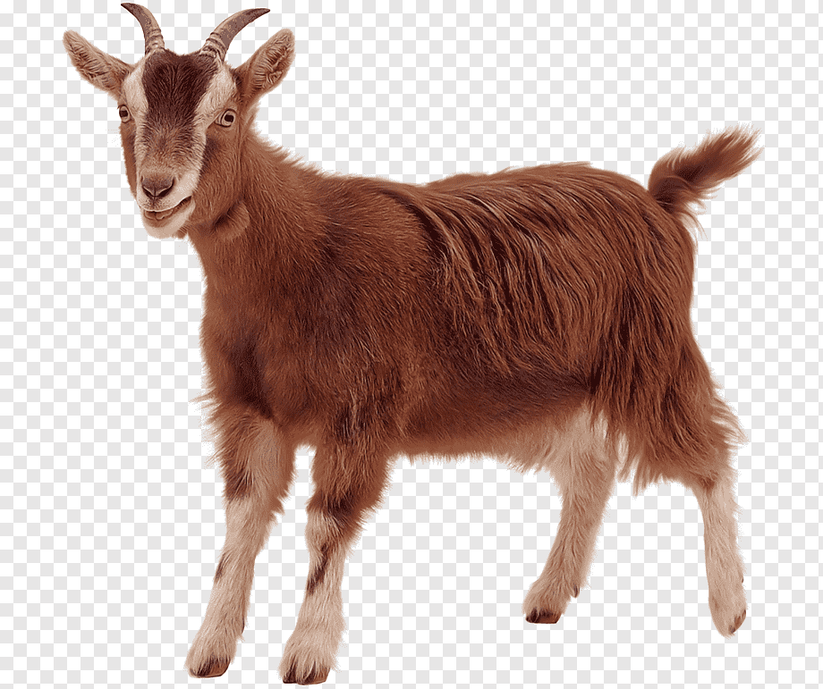 Price Of Goat In Mauritius - Foreignconnect